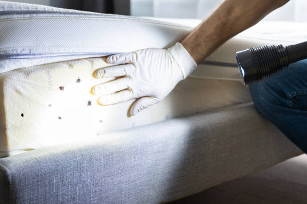 Best Commercial Pest Control Services  in South Hempstead, NY