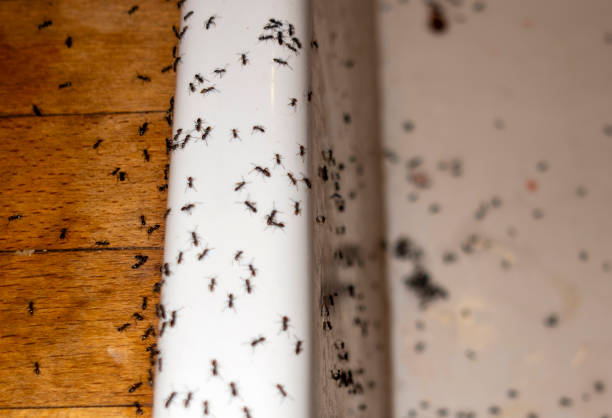 Best Best Pest Control Companies  in South Hempstead, NY